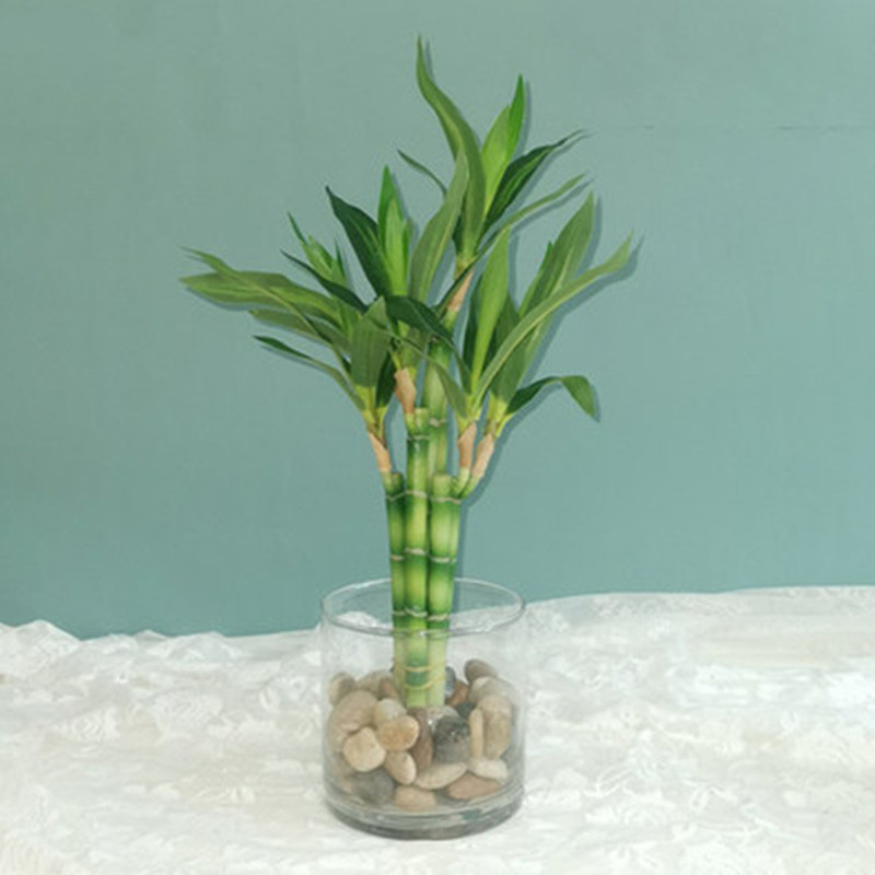 New 40cm Artificial Lucky Bamb - Marine Fish Tank 评论和价格