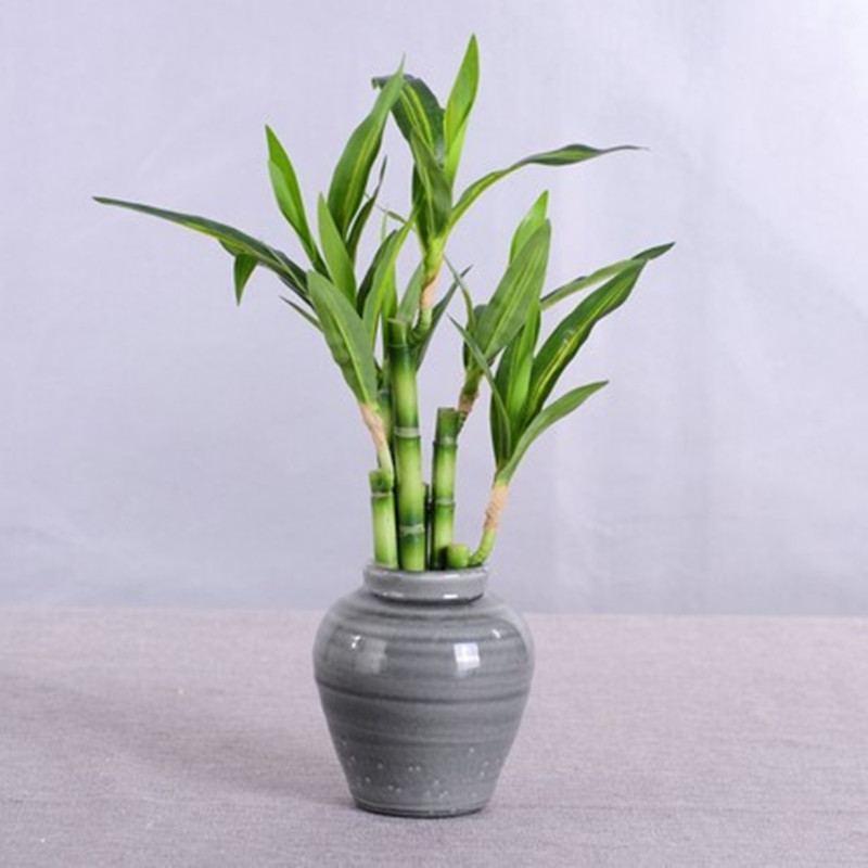 New 40cm Artificial Lucky Bamb - Marine Fish Tank 评论和价格